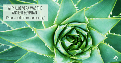 Why Aloe Vera Was The Ancient Egyptian 'Plant of Immortality'